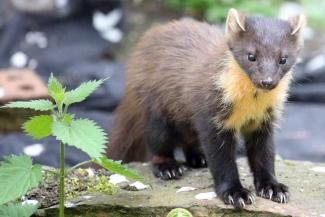 Close Encounters with Pine Martens