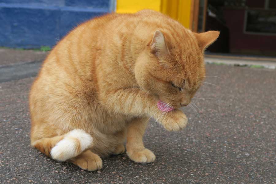 A Tobermy Cat