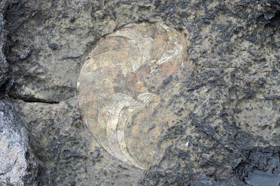Kilchoan Fossils