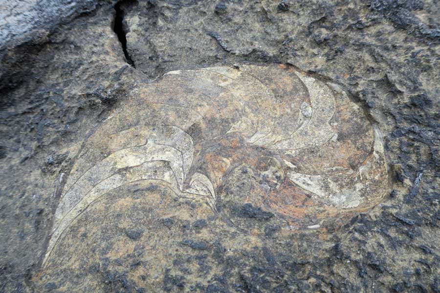 Kilchoan Fossils