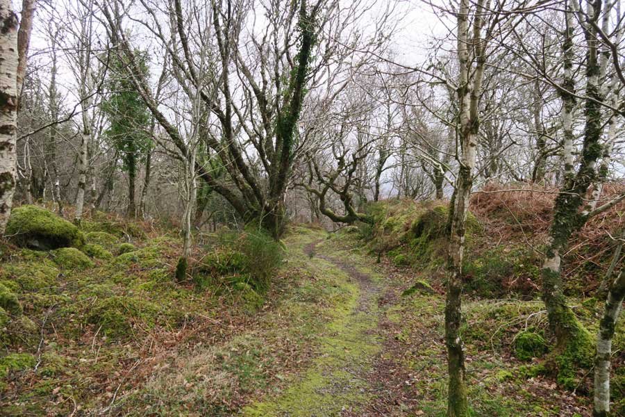 The Alphabet Trail and Salen woods