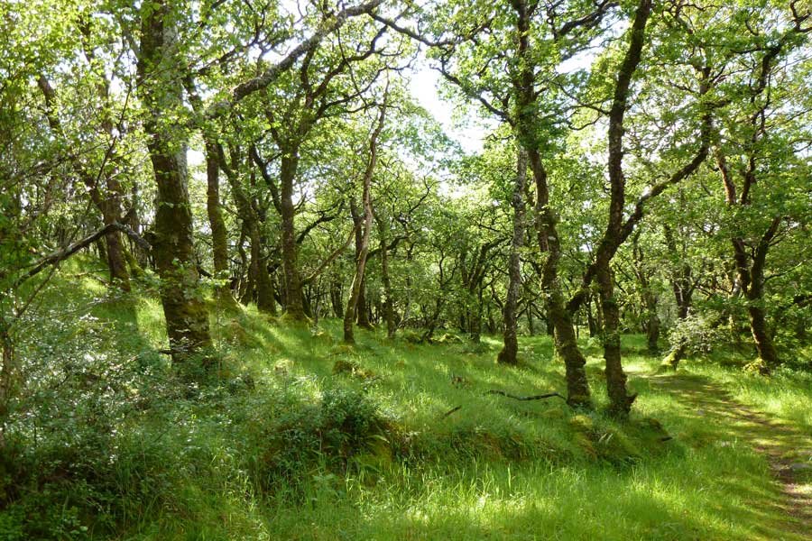 Aoineadh Mòr