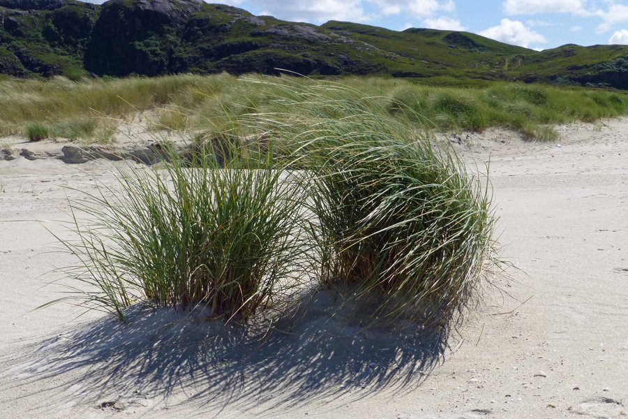 Botanising on the Machair and Sand Dunes at Sanna Bay
