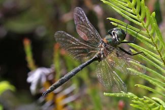 Northern Emerald dragonfly on the Alphabet Trail in July
