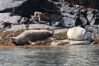 Ardnamurchan Charters Wildlife Tours and Boat Hire