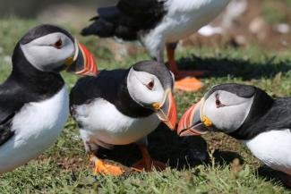 puffin safari