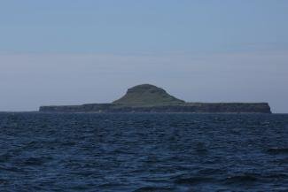 puffin safari