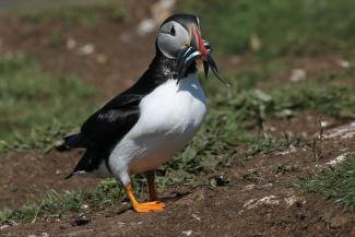 puffin safari