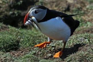 puffin safari