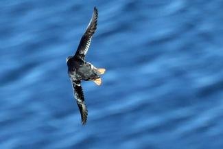 puffin safari