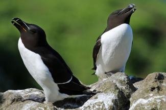 puffin safari