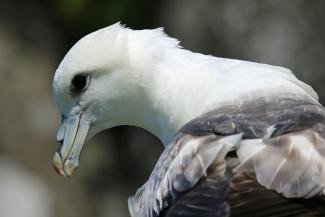 puffin safari