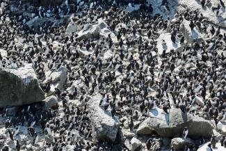 puffin safari