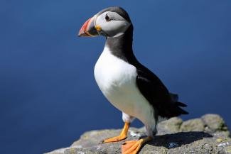 puffin safari