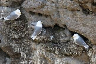 puffin safari