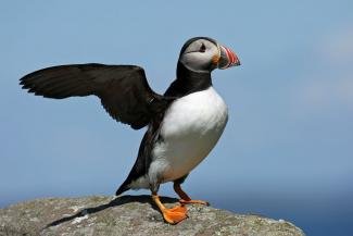 puffin safari