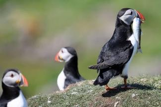 puffin safari